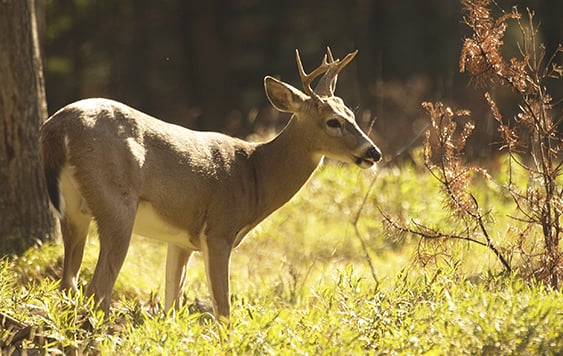 Michigan DNR awards $148,300 in deer habitat grants in the Upper Peninsula – Outdoor News