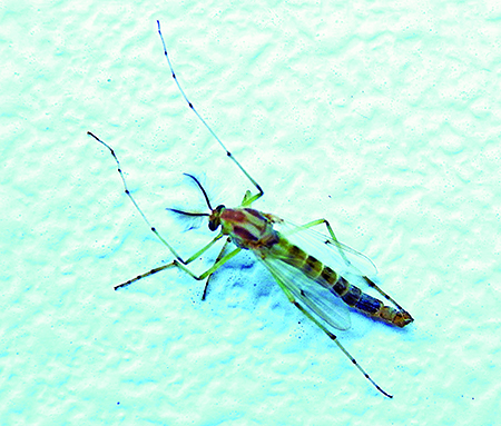Midges and mayflies may be bothersome, but both are important fish food on Lake Erie – Outdoor News