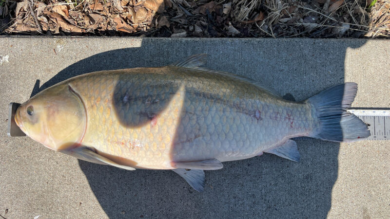 Minneapolis Fisherman Lands State-Record Bigmouth Buffalo from a Bridge in the ‘Burbs