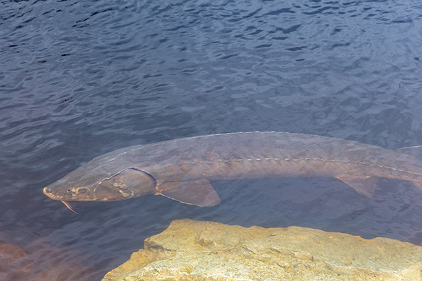 Minnesota DNR doubtful about stocking sturgeon into Lake Minnetonka – Outdoor News