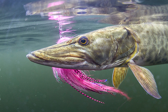 Minnesota DNR extends comment period on muskie plan to June 30 after correcting technical issue – Outdoor News