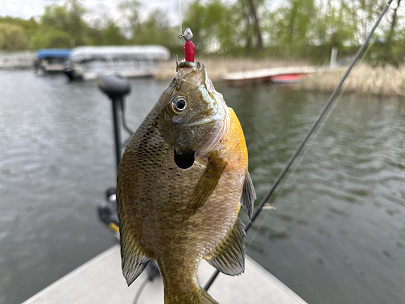 MN Daily Update: Catch big bluegills on those weed edges – Outdoor News