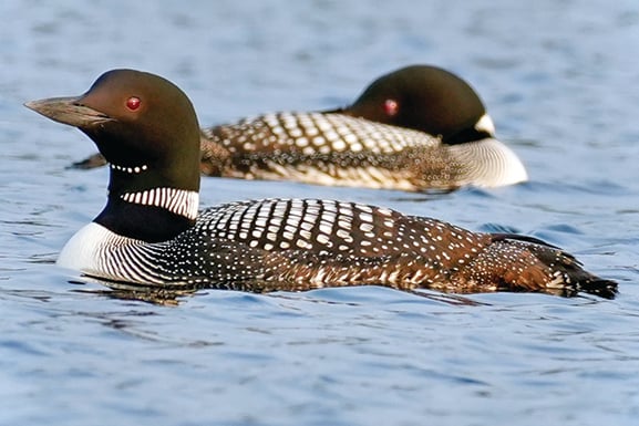 MN Daily Update: Help out with a loon survey this July – Outdoor News