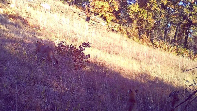 Mountain Lion Kittens Were Finally Photographed in Oklahoma. Skeptics Claim the Cats Have Been Breeding There All Along
