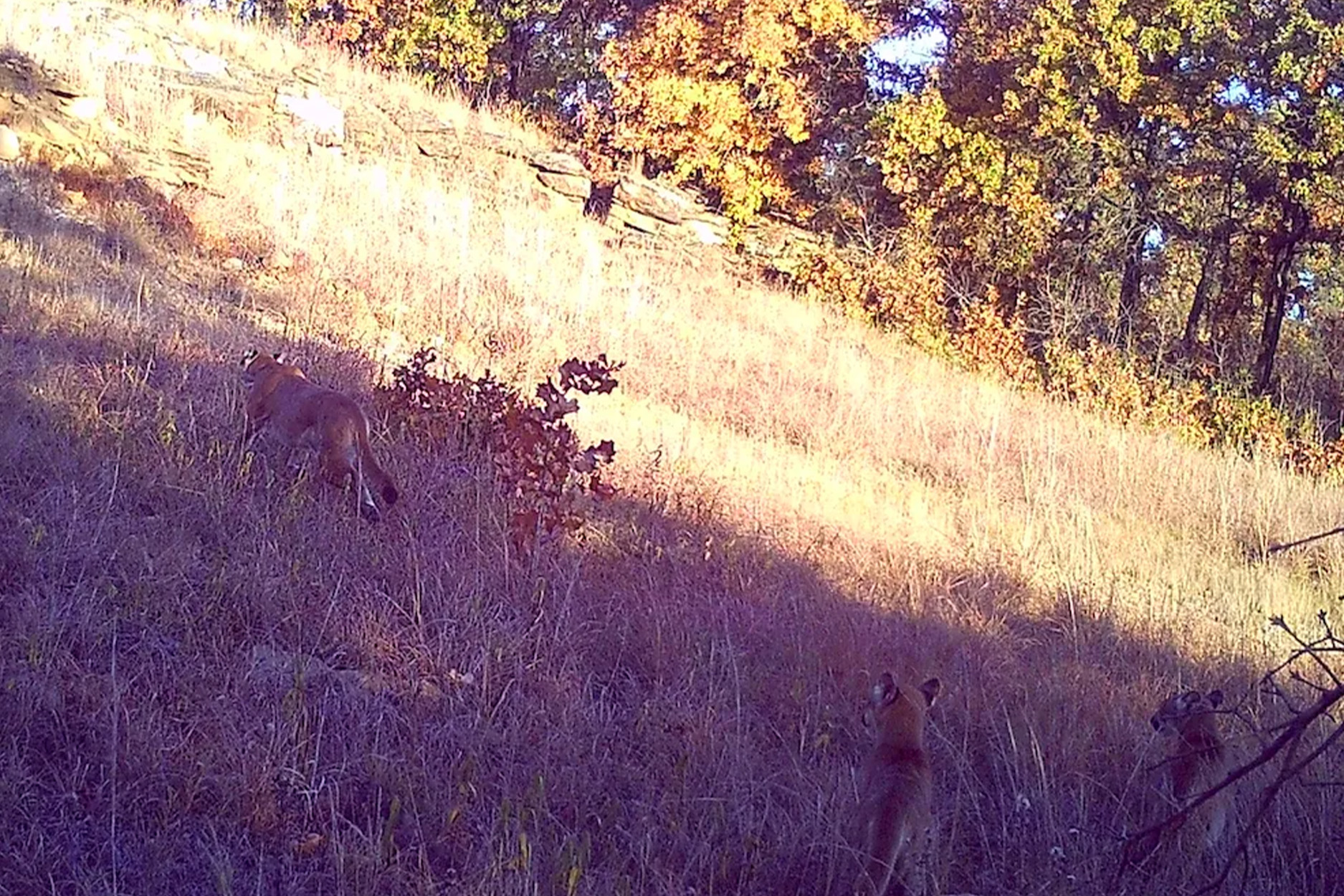 A trial cam photo of an adult mountain lion and two half-grown kittens.
