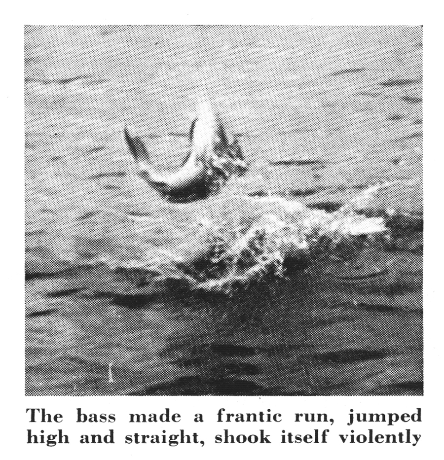 A fish jumps