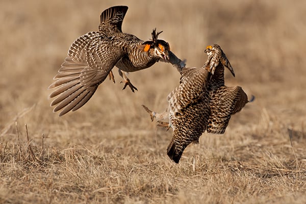 Nature Smart: Prairie chicken dancing – Outdoor News
