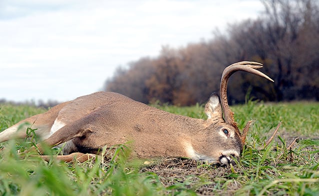 New York’s 2024 whitetail harvest up from 2023 but still below five-year average – Outdoor News