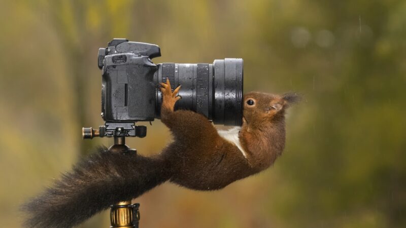 Nikon’s Comedy Wildlife Competition Is Heating up—See Entries
