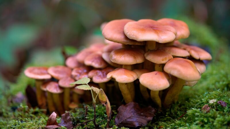 No Foraging: Deadly Mushrooms Discovered by Playground