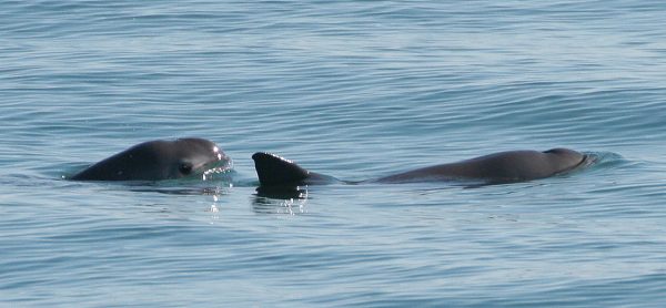 Not-So Charismatic Critters
