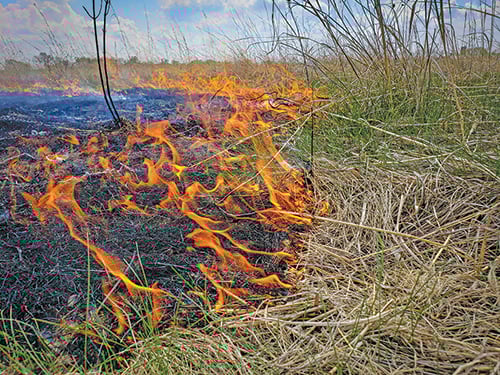 Pennsylvania Game Commission conducts record prescribed burn in Southwest Pa. – Outdoor News