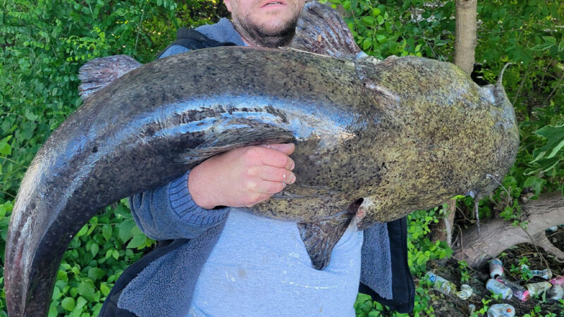 Philly Fisherman Catches Huge Flathead from Pedestrian Bridge. He Says It Weighed More Than the State Record