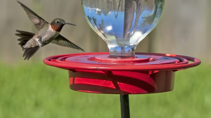 POV: 300-Pound ‘Hummingbird’ Shows up at Backyard Bird Feeder