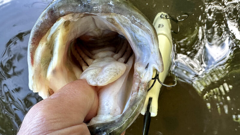 Quick Strike Podcast: How to Ethically Target Spawning Bass