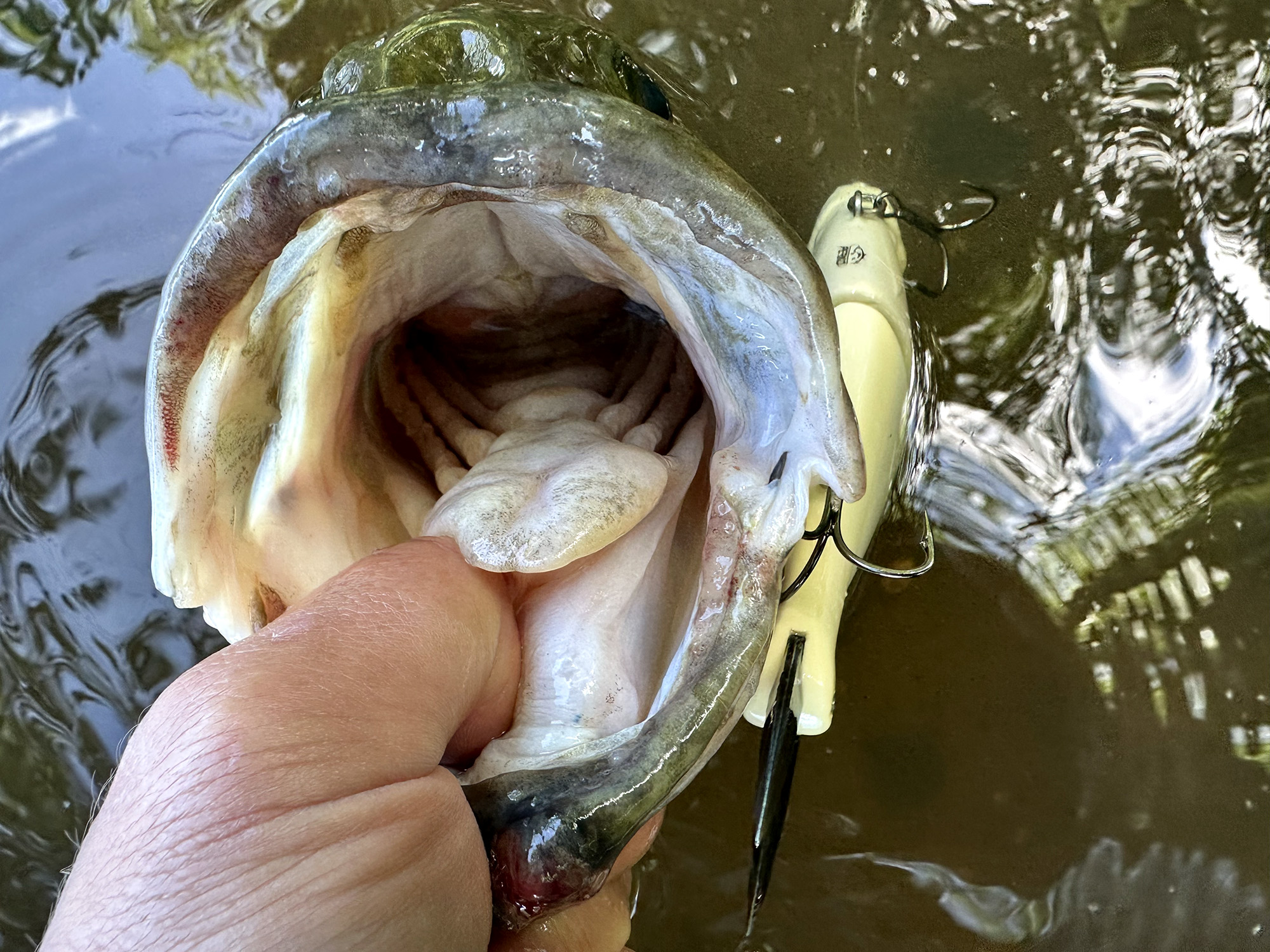 a bass with a lyre