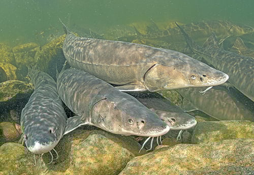 Red River’s lake sturgeon in Minnesota show signs of spawning – Outdoor News