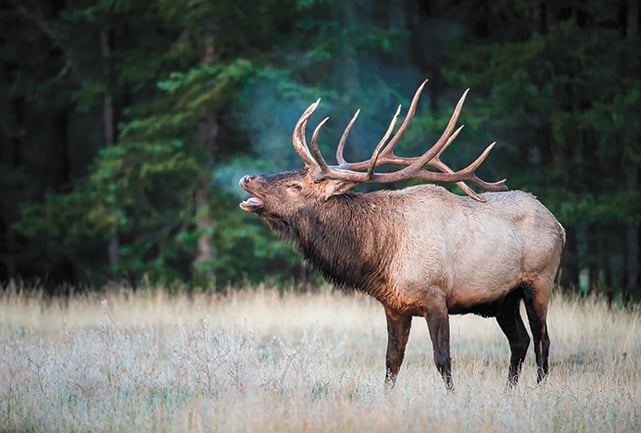 Reward offered as Wisconsin DNR seeks information on illegal shooting of important bull elk – Outdoor News
