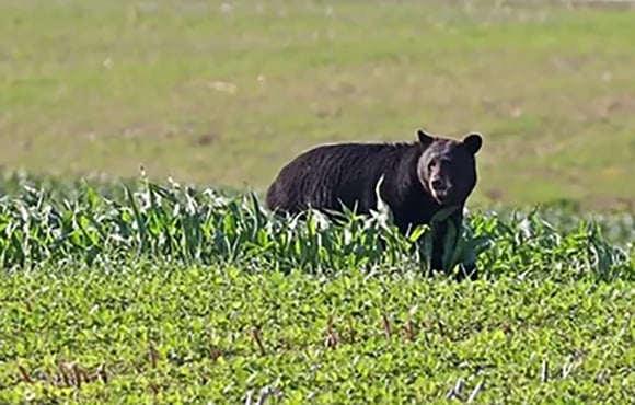 Right on schedule, black bear wanders in – then out of Illinois – Outdoor News
