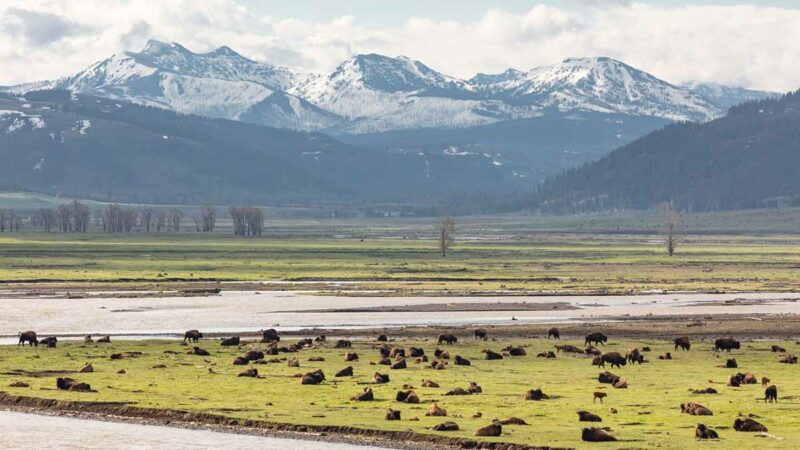 RVing Through Yellowstone: A One-Day Sightseeing Adventure