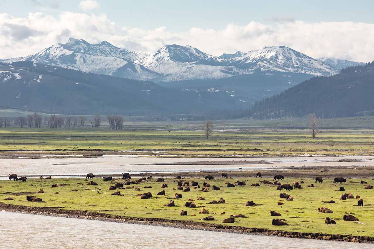 Bison along a river.