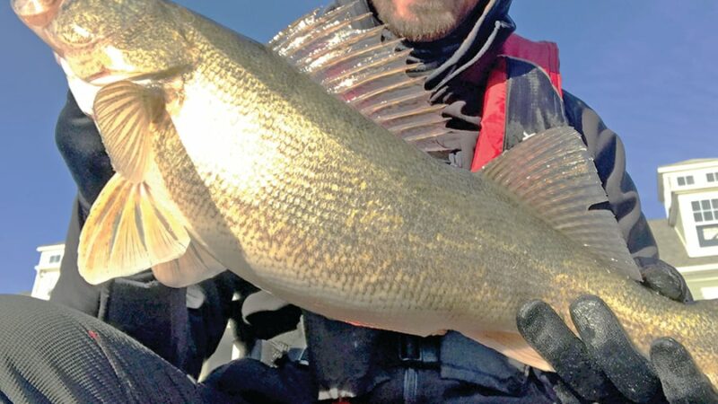 Saugeyes stocked into Ohio’s Grand Lake for the first time – Outdoor News
