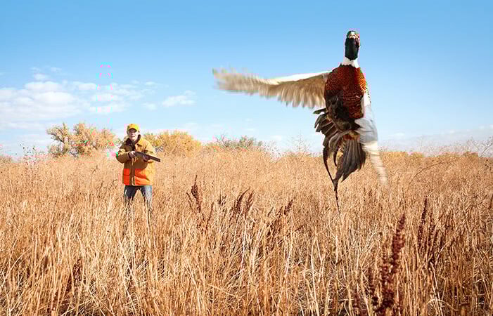 South Dakota reports high pheasant kill in 2024 – Outdoor News
