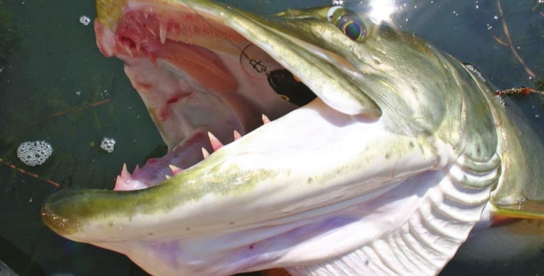 Stay on the search and keep an open mind for spring muskies – Outdoor News
