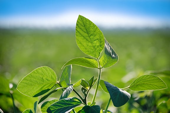 Summer food plot maintenance: Lime, fertilizer, mowing and more – Outdoor News