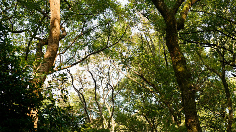 The Mental Health Benefits of Being in Nature