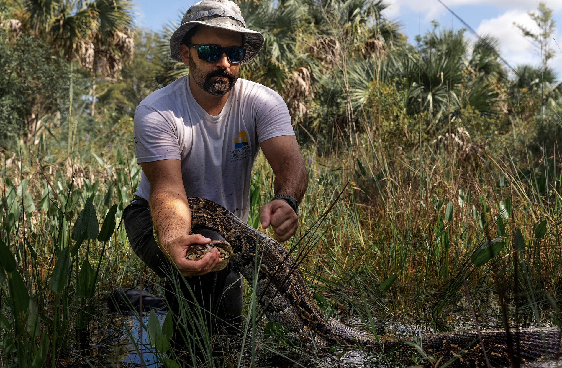 A snake tracker grabs a python in Florida.