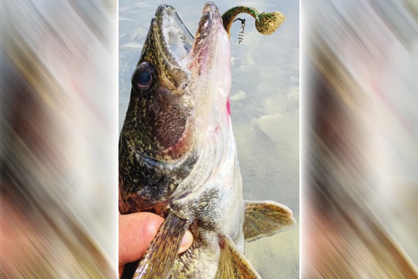 Time to think summer saugeyes in Ohio – Outdoor News