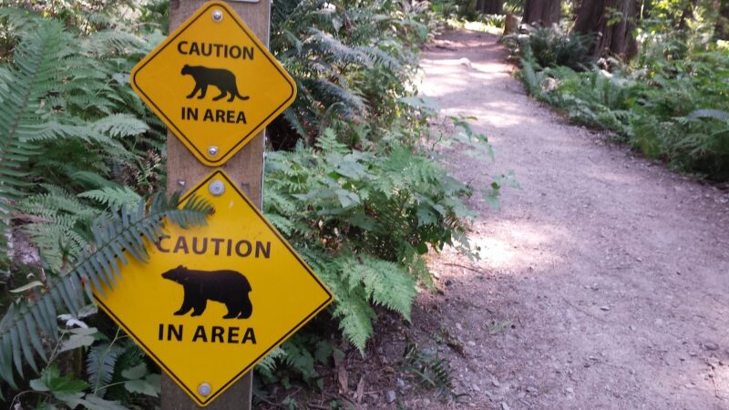 Trail Cam Captures Bear-Cougar Interaction in Canada