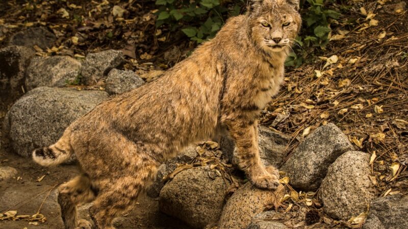 Unimpressed Bobcat Holes up in Home, Ignores Laser Pointer