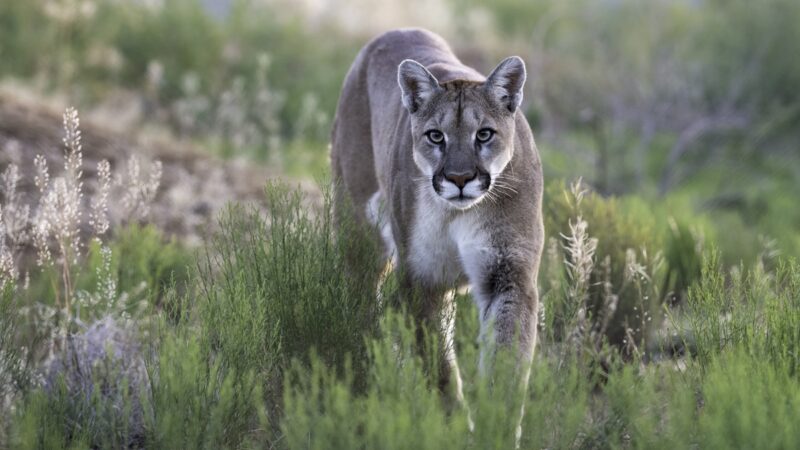 WATCH: Mountain Lion Stares Down Roofer in Insane Encounter
