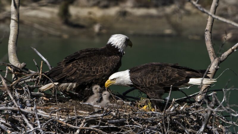 WATCH: Viral Bald Eaglet, Sunny, Takes Her Very First Flight
