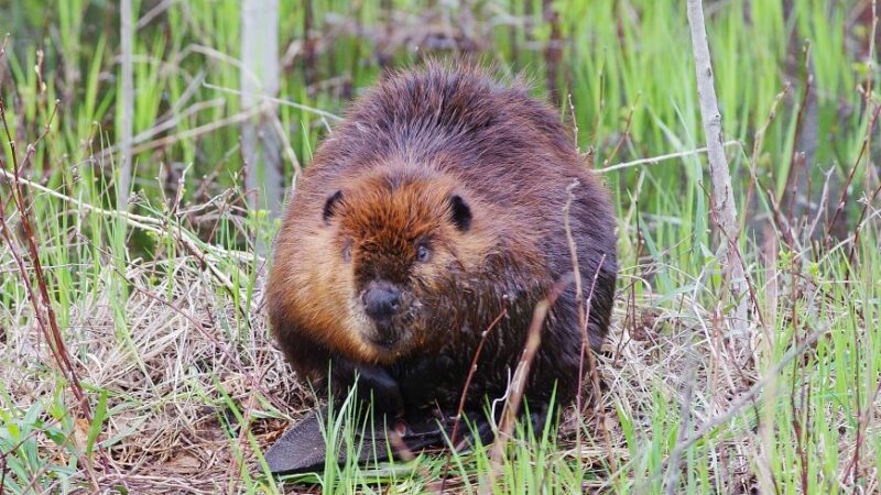 WI Daily Update: Help form the state’s next beaver management plan – Outdoor News