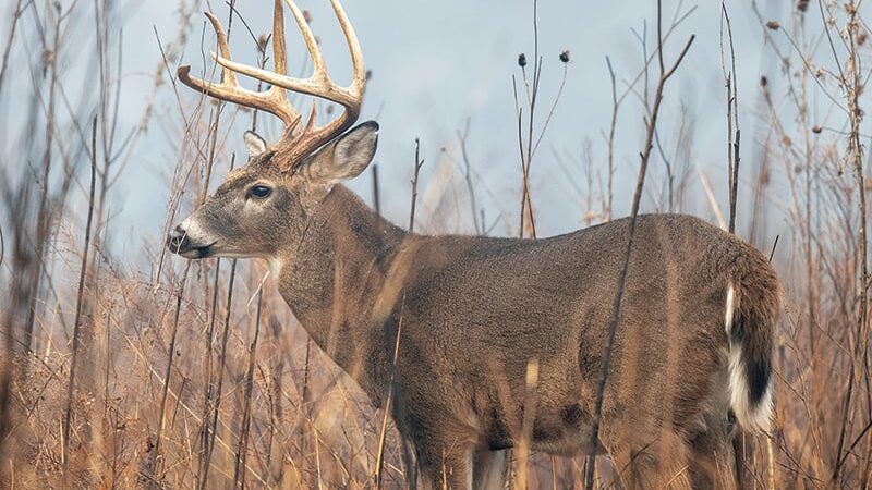WI Daily Update: Landowners wanted to help host 2025 Gun Deer Hunt For Hunters With Disabilities – Outdoor News