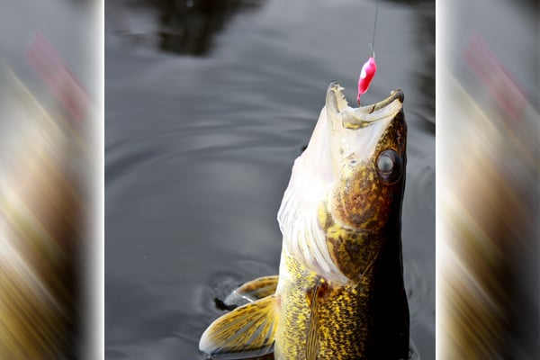 WI Daily Update: Walleyes are ahead of schedule this year – Outdoor News
