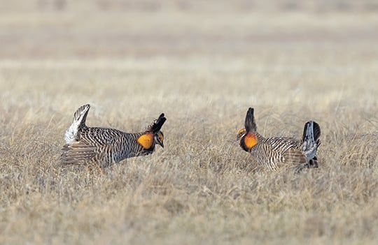 Wisconsin State Roundup: Good news coming for Buena Vista prairie chickens? – Outdoor News