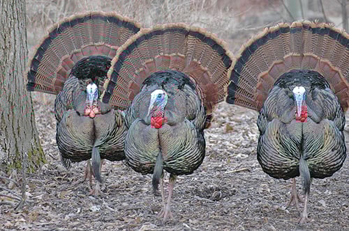 Wisconsin turkey plan to get a 10-year ‘facelift’ – Outdoor News